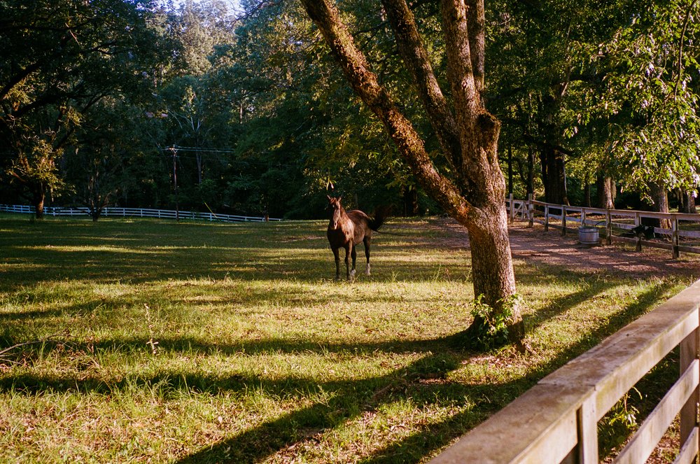 Ajax and Thunder, the gentle resident horses that add charm to the Field & Forest experience